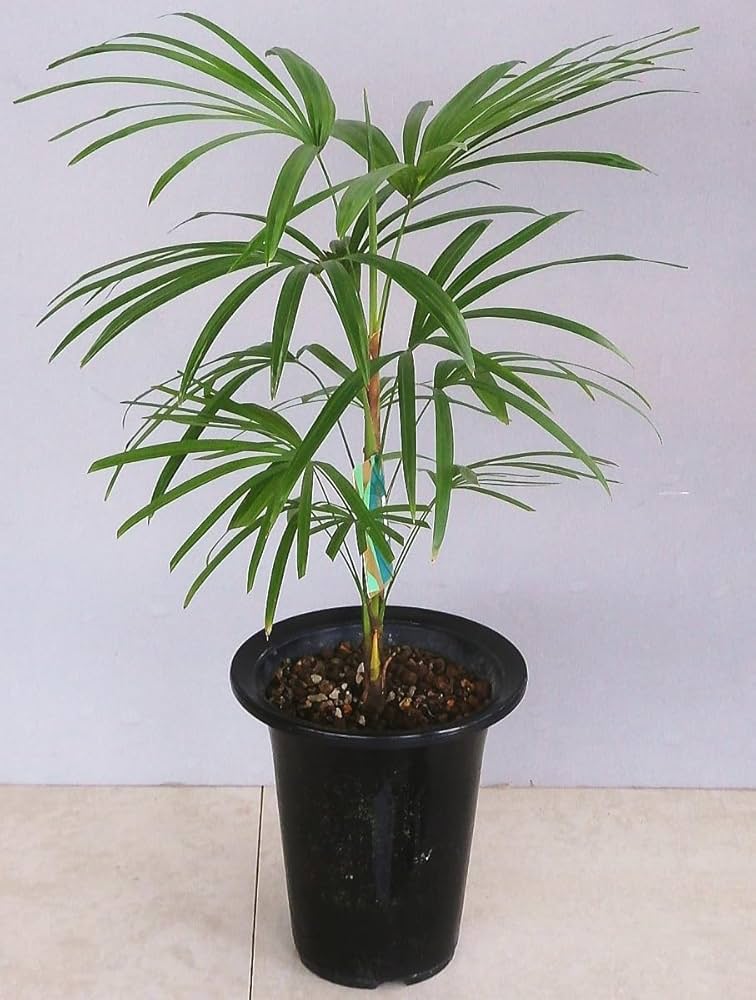 雲南姫シュロチク　観葉植物 Amazon｜雲南姫棕櫚竹/ウンナンヒメシュロチク（5.5号）｜観葉